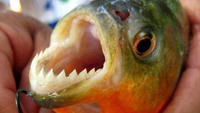 Alarma por ataques de un cardumen de palometas en Victoria: un hombre perdió un dedo y hay más de 40 heridos