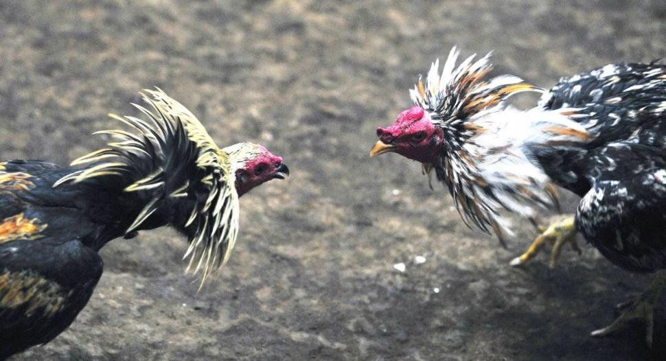 Vuelven a la carga para que se prohíban las riñas de gallos en la provincia