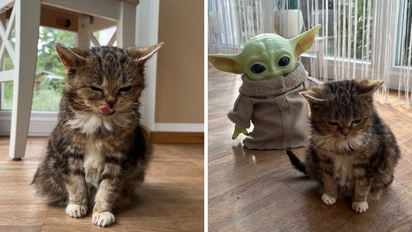 Murió Francis, el famoso gato de 14 años que conquistó con su eterna apariencia de cachorro