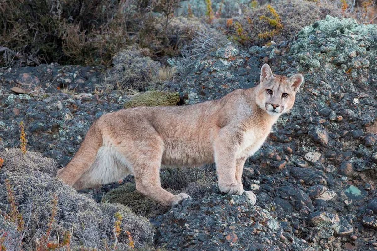 En caso de encontrarte con un puma