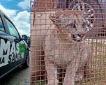 El puma fue hallado en el patio de una vivienda de San Jerónimo Norte. El puma fue hallado en el patio de una vivienda de San Jerónimo Norte.