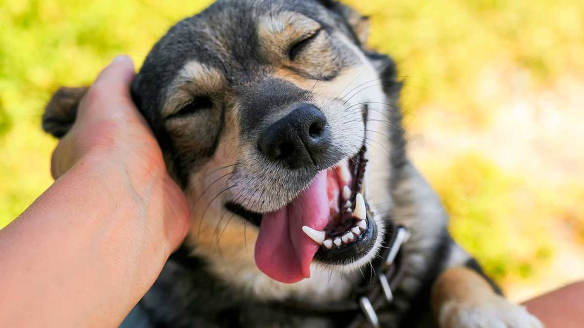 Qué significa acariciar a un perro según los últimos descubrimientos de la psicología.