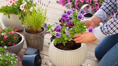 Cinco errores que hacen que tus flores se marchiten en noviembre
