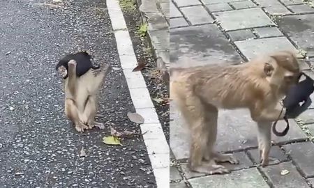 El clip del pequeño mamífero se volvió rápidamente viral en las redes. El clip del pequeño mamífero se volvió rápidamente viral en las redes.
