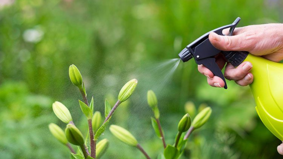 Este tipo de pesticidas es uno de los más utilizados y son sustancias orgánicas derivadas del ácido fosfórico. Este tipo de pesticidas es uno de los más utilizados y son sustancias orgánicas derivadas del ácido fosfórico.
