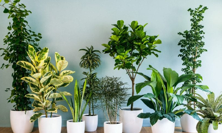 Los jardineros coinciden: el truco para que las plantas de interior crezcan con hojas más grandes y verdes. Los jardineros coinciden: el truco para que las plantas de interior crezcan con hojas más grandes y verdes.