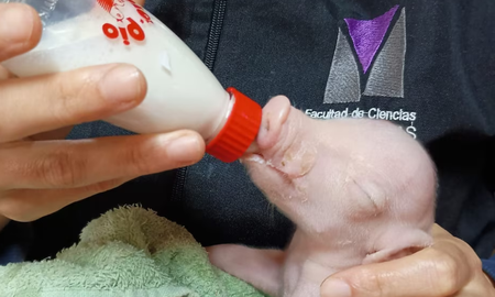 La Facultad de Ciencias Veterinarias de la UBA y la UNSAM lograron el primer cerdo modificado para trasplantes en América Latina, un avance regional (UBA)