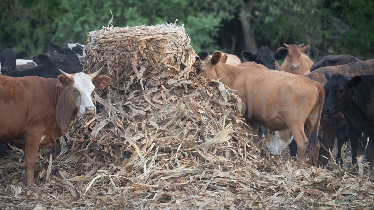 Productores perdieron granos y ganado por la falta de agua y pasto.