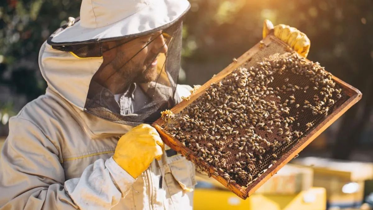 Las abejas criollas del noroeste cordobés producen una miel de monte nativo reconocida por sus propiedades antioxidantes y su sabor vegetal inconfundible.