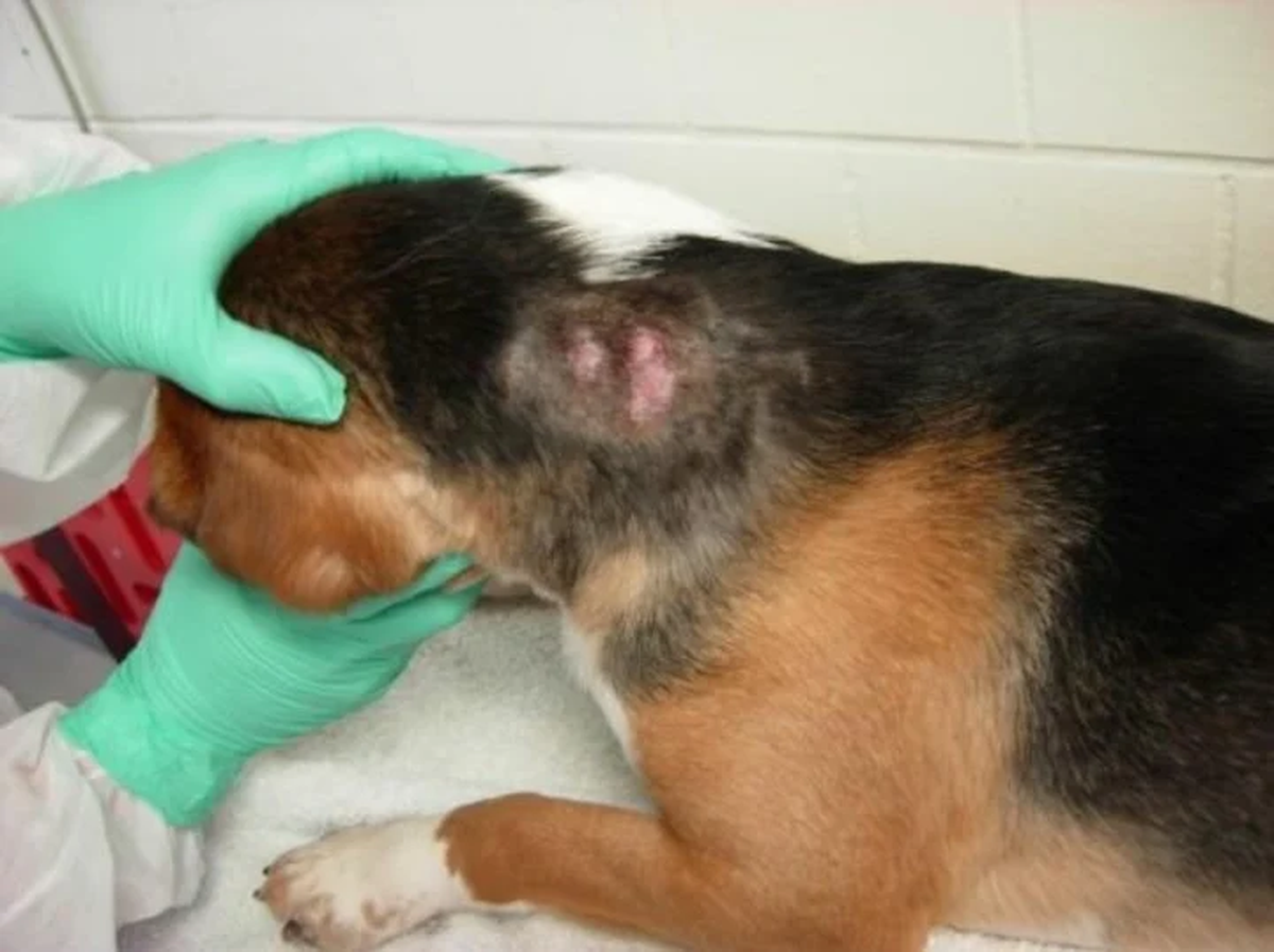 Así iban siendo comidos los beagles que usaba el dr Fauci en sus experimentos en EE.UU. (White Coat Waste Project).