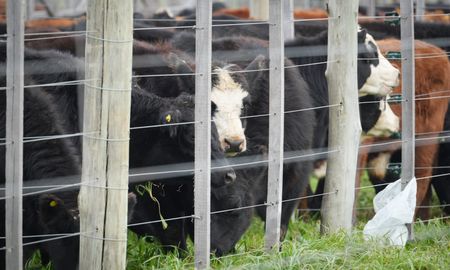 En esta edición de Agroactiva, la raza Angus llegó con 50 ejemplares, entre machos, hembras y terneros. En esta edición de Agroactiva, la raza Angus llegó con 50 ejemplares, entre machos, hembras y terneros.