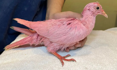 Nueva York: rescataron a una paloma desnutrida y teñida de rosa, usada en una fiesta de revelación de género Nueva York: rescataron a una paloma desnutrida y teñida de rosa, usada en una fiesta de revelación de género