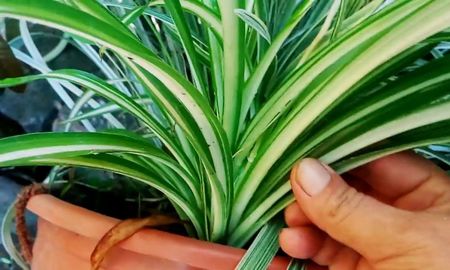 errores que estas cometiendo en el cuidado de tus plantas sin saberlo errores que estas cometiendo en el cuidado de tus plantas sin saberlo