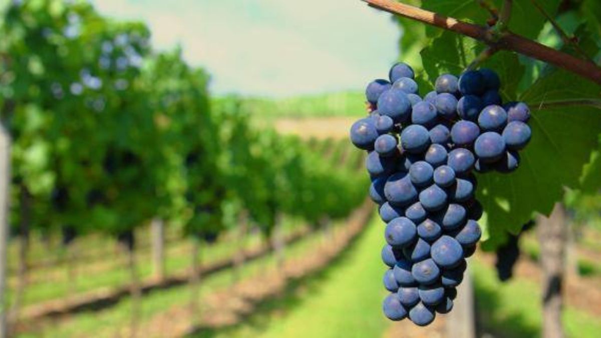 La bodega Terra Camiare utiliza huevos de cemento y tecnología de punta para procesar uvas de distintos oasis de la provincia, logrando etiquetas que ya compiten con los mejores exponentes de Mendoza. La bodega Terra Camiare utiliza huevos de cemento y tecnología de punta para procesar uvas de distintos oasis de la provincia, logrando etiquetas que ya compiten con los mejores exponentes de Mendoza.