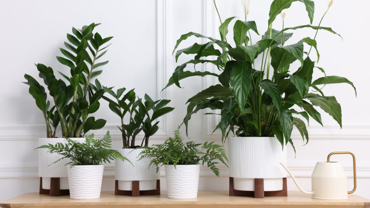 Con ciertos cuidados, pod&eacute;s recuperar tu planta r&aacute;pidamente.