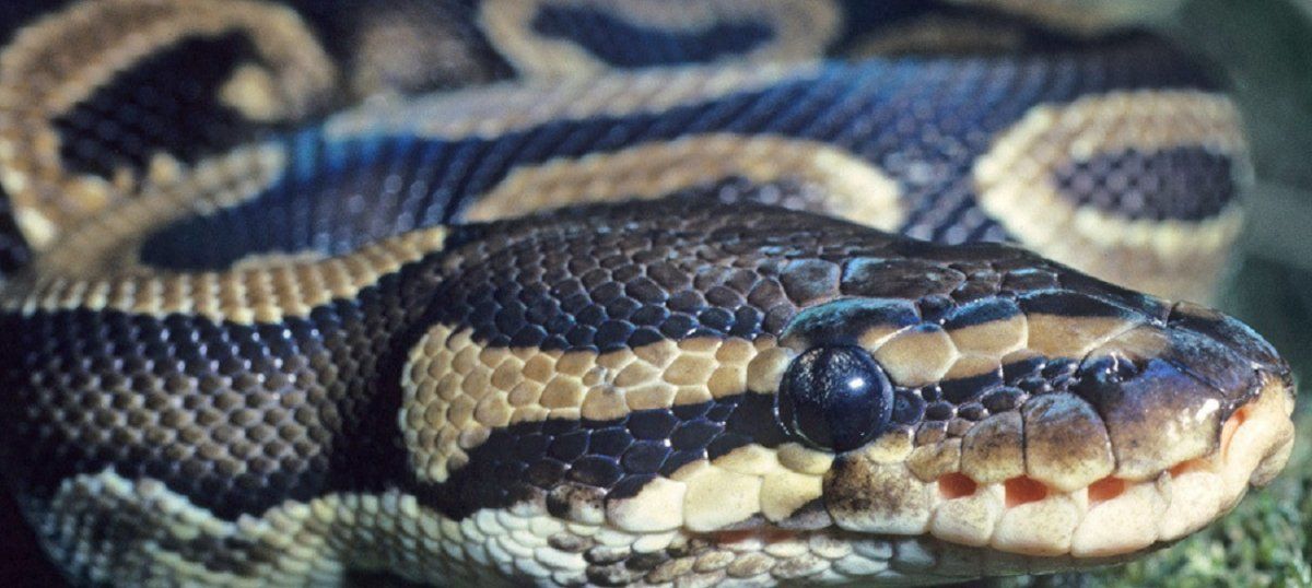 Una pareja encontró una pitón de tres metros en su árbol de Navidad