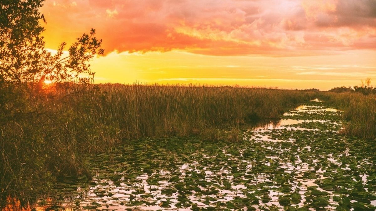 El Parque Nacional de los Everglades&nbsp;es el mayor humedal de Estados Unidos y está ubicado en Florida.