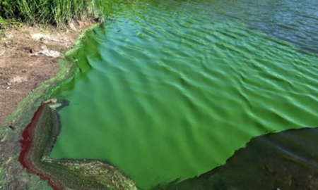 Santa Fe: se detectaron cianobacterias en el río Paraná y recomiendan evitar el contacto. Santa Fe: se detectaron cianobacterias en el río Paraná y recomiendan evitar el contacto.