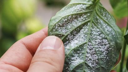 Bichos blancos en plantas: cómo eliminarlos y evitar que vuelvan