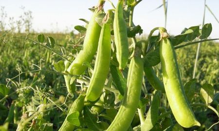 Los objetivos para 2021 que incluyen aspectos relacionados con la calidad, comercialización y producción de legumbres en la provincia. Los objetivos para 2021 que incluyen aspectos relacionados con la calidad, comercialización y producción de legumbres en la provincia.