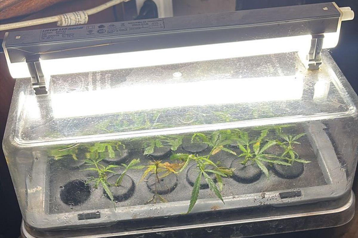 Detenido por amenazas en Santa Fe: descubren un vivero de marihuana en su vivienda tras un operativo policial.