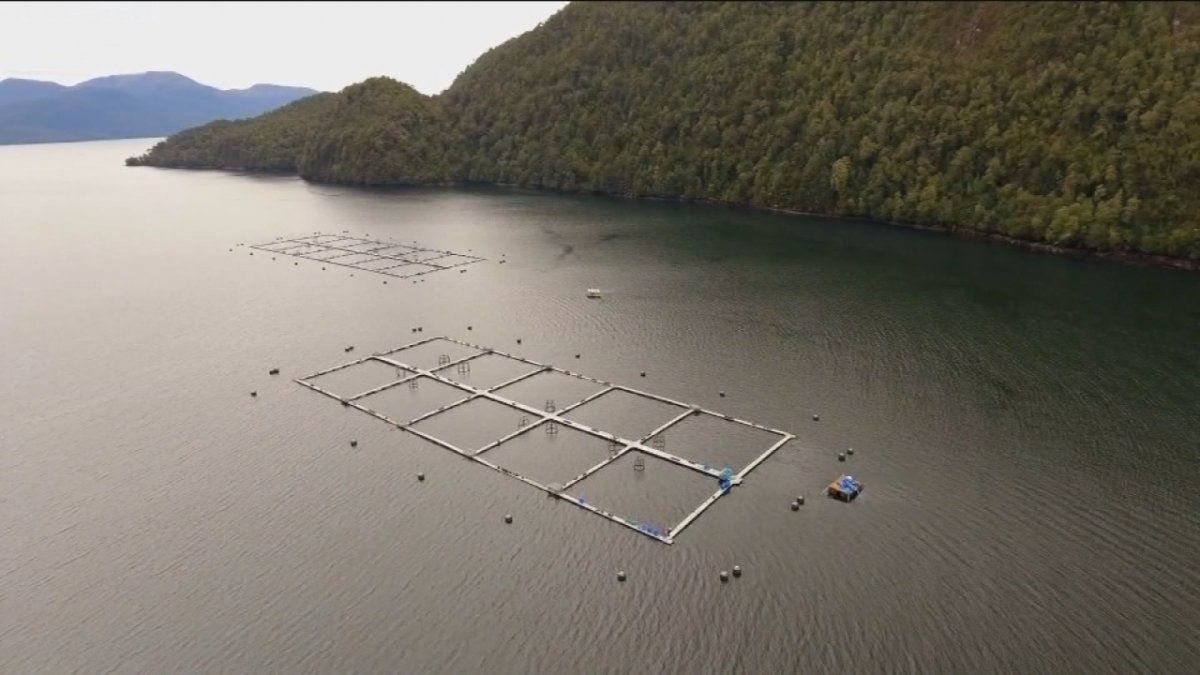 Tierra del Fuego prohibió la salmonicultura en esa provincia. De qué se trata la industria. 
