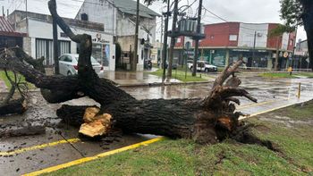 Desvío de tránsito en Avenida Galicia por un árbol caído que corta la calle