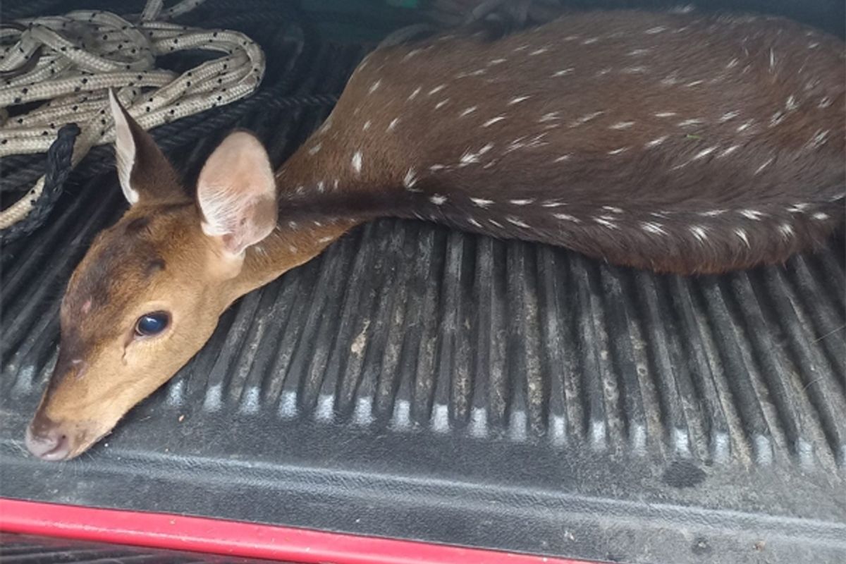 Sorpresa: dos ciervos fueron encontrados en la costa baigorriense.