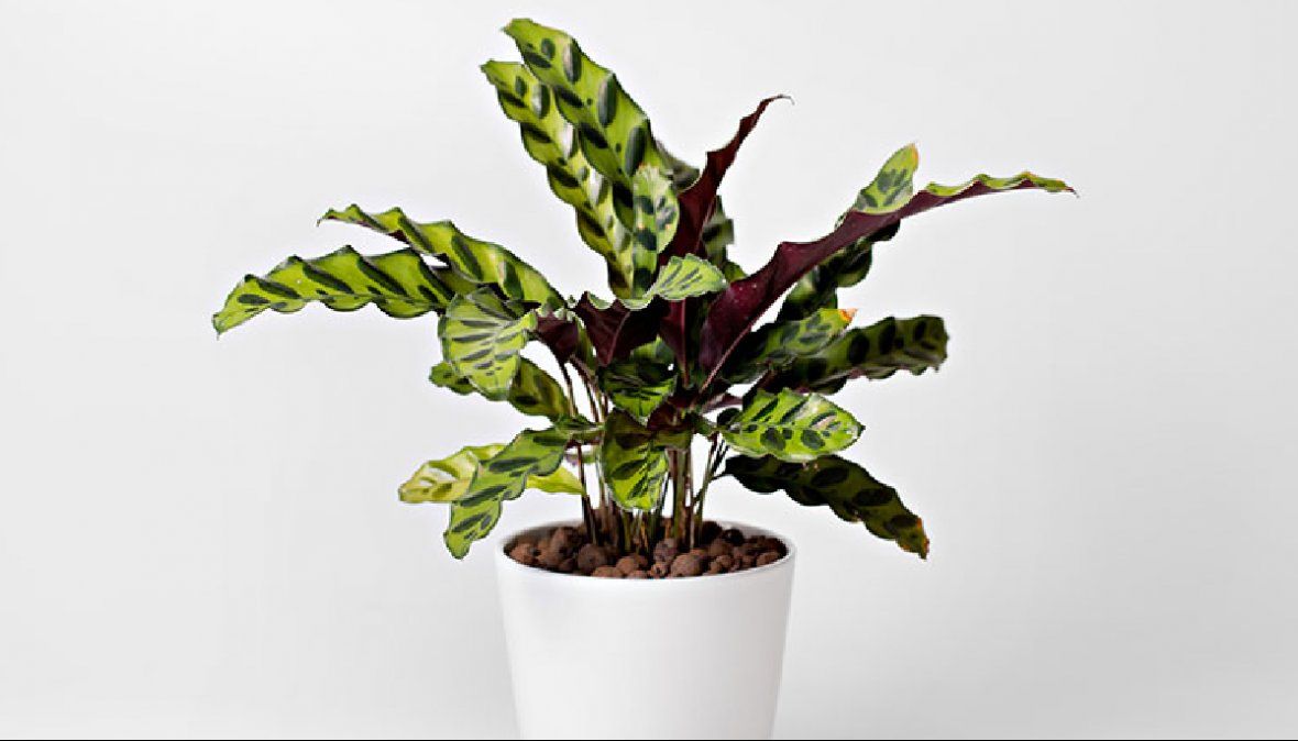 Cuidados que debes darle a tu calatea