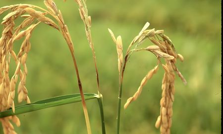 edicion genica en arroz: el paso clave del inta para enfrentar la peor enfermedad del cultivo edicion genica en arroz: el paso clave del inta para enfrentar la peor enfermedad del cultivo
