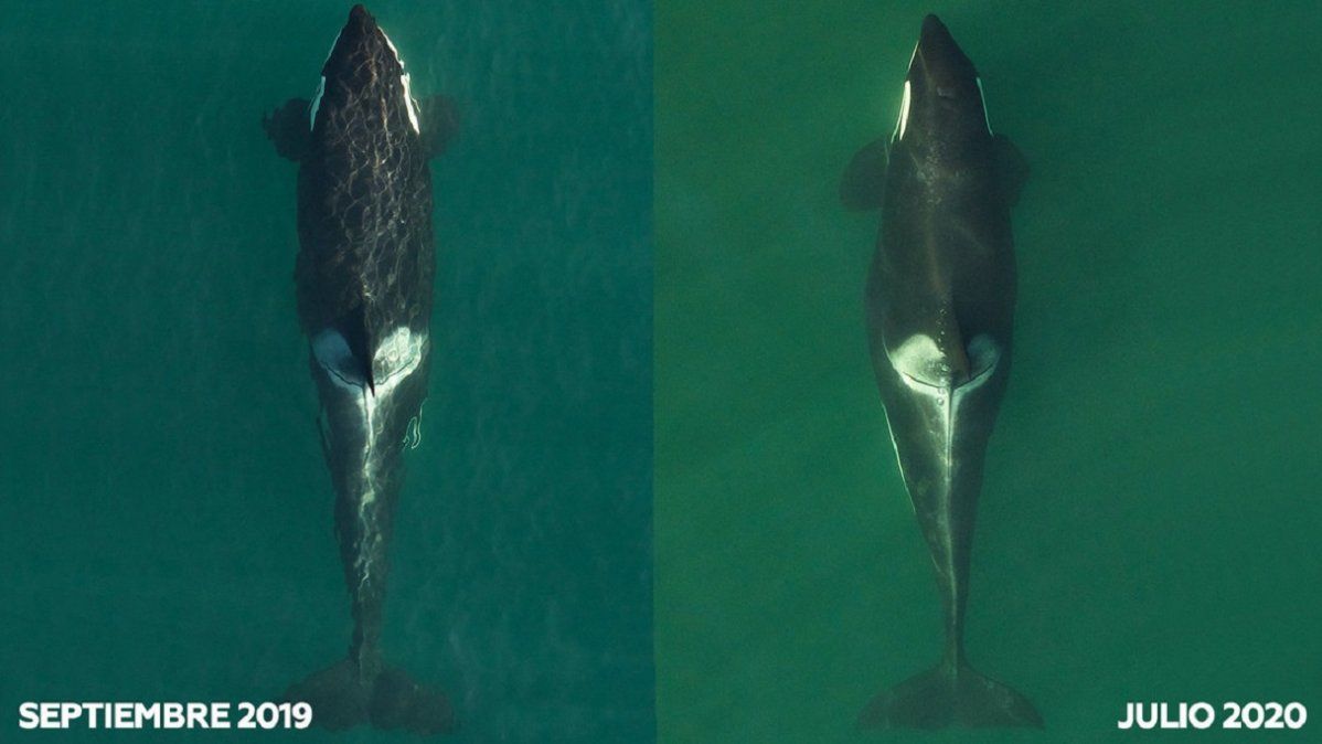 La orca que conmovió al mundo al cargar a su cría muerta durante 17 días vuelve a ser madre