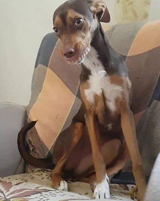 Su perra le “robó” la dentadura postiza a su abuela y se volvió viral