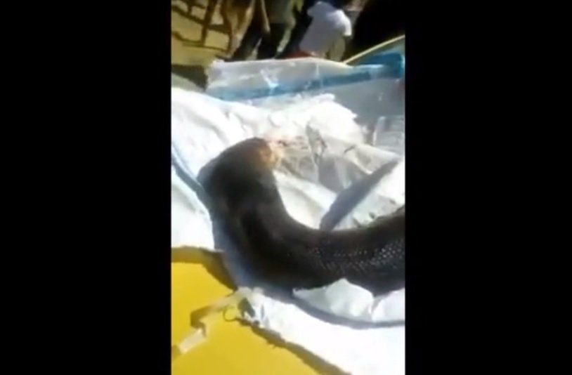 Venezuela: cazaron una anaconda cuyo cuerpo cubría un auto