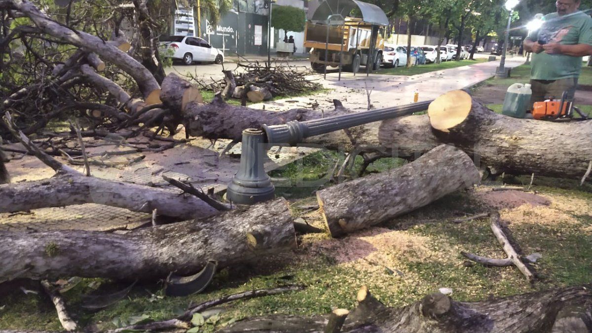 Se cayó un pino sobre la vereda de Junin de la Plaza Constituyentes de Santa Fe.&nbsp;