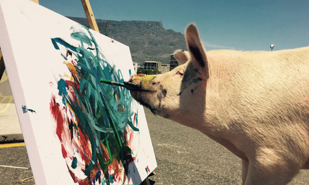 Todos aman a Pigcasso, la cerda que pinta cuadros y ya tiene su propia galería de arte Todos aman a Pigcasso, la cerda que pinta cuadros y ya tiene su propia galería de arte