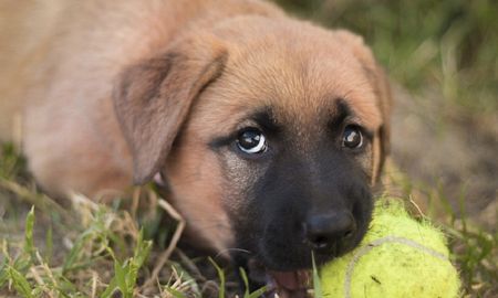 viral: la batalla de cachorros que tuvo una repercusion particular en twitter viral: la batalla de cachorros que tuvo una repercusion particular en twitter