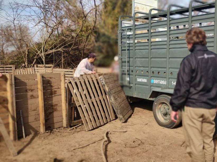Triquinosis en Santa Fe: intervienen un criadero de Ibarlucea y 18 cerdos fueron a faena controlada Triquinosis en Santa Fe: intervienen un criadero de Ibarlucea y 18 cerdos fueron a faena controlada