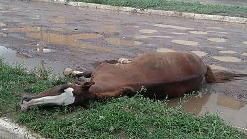 El animal cayó al asfalto y no se volvió a levantar. (Foto: El Liberal)