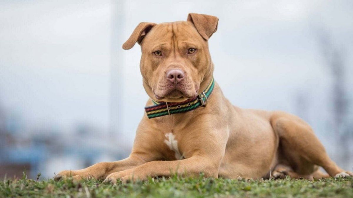 La iniciativa prevé la creación de un Registro Provincial de Propietarios