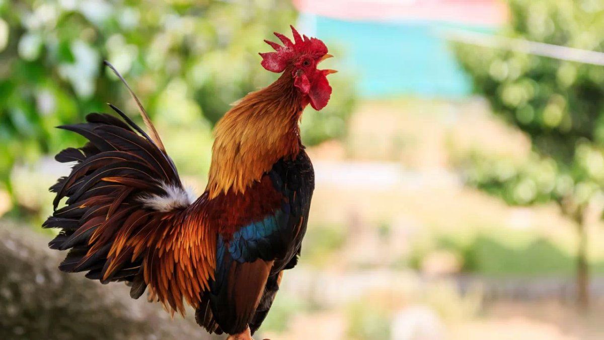 gallo Maurice
