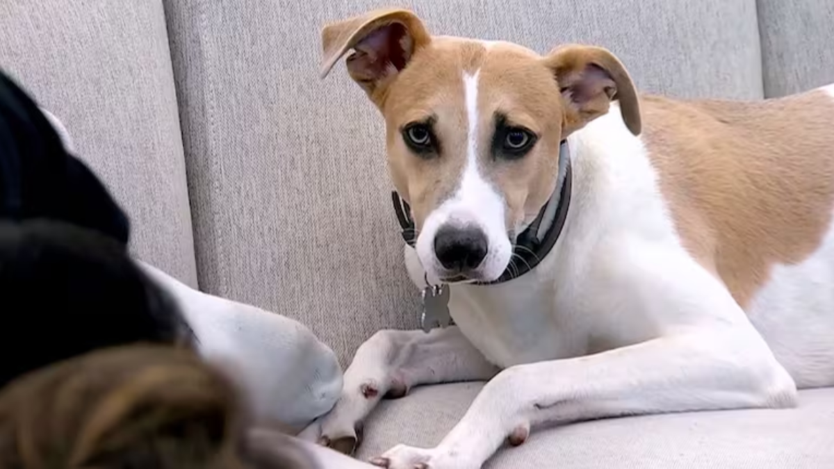 Se conoció el paradero del perro Arturo tras la eliminación de Martín Ku en Gran Hermano