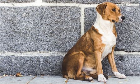 Un perro guía a una ambulancia hacia el lugar donde su dueño se había desmayado