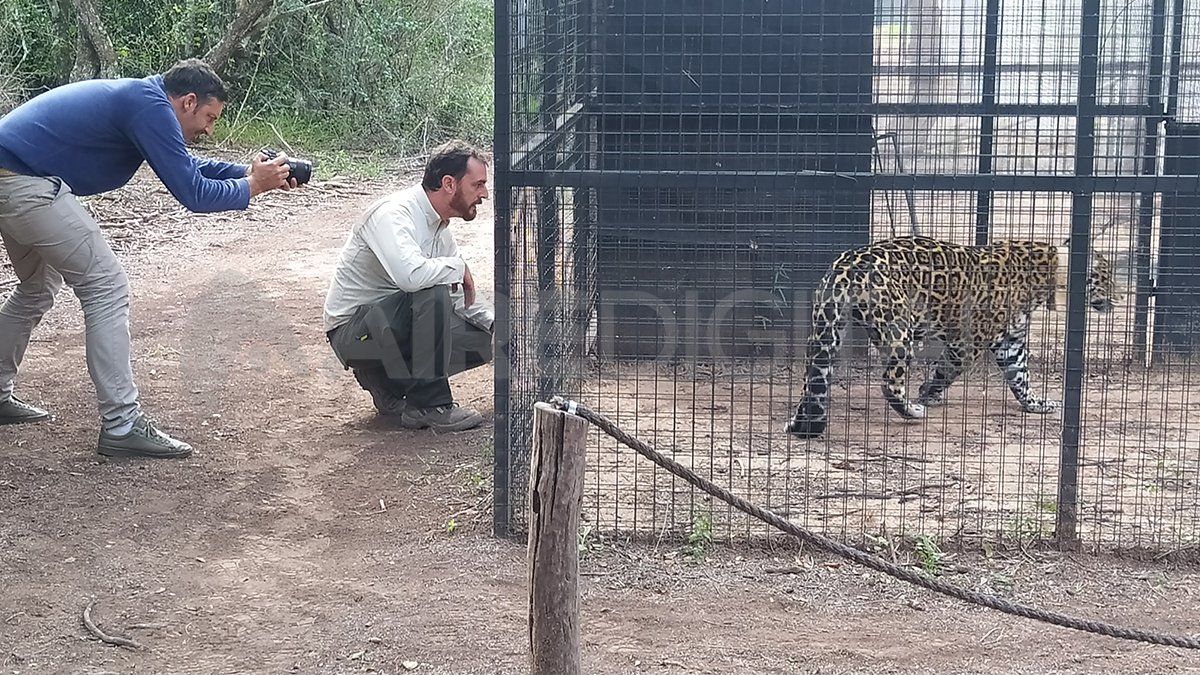Desde el parque Esteros del Iberá se trajó una hembra de yaguareté para intentar que se reproduzca junto a un macho que fue detectado El Impenetrable.