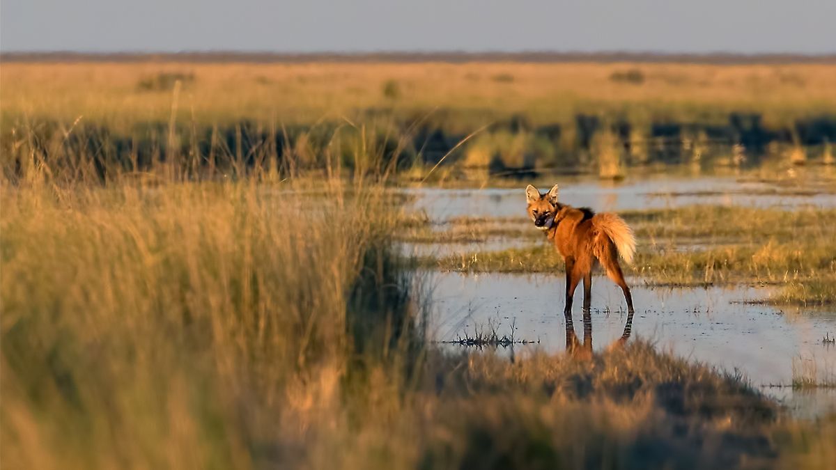 El parque nacional Ansenuza será un área natural protegida situada en la provincia de Córdoba.