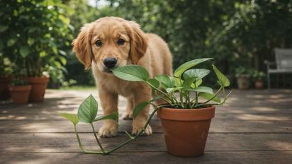 Peligro en el jardín: las 5 plantas decorativas que pueden intoxicar gravemente a tu perro