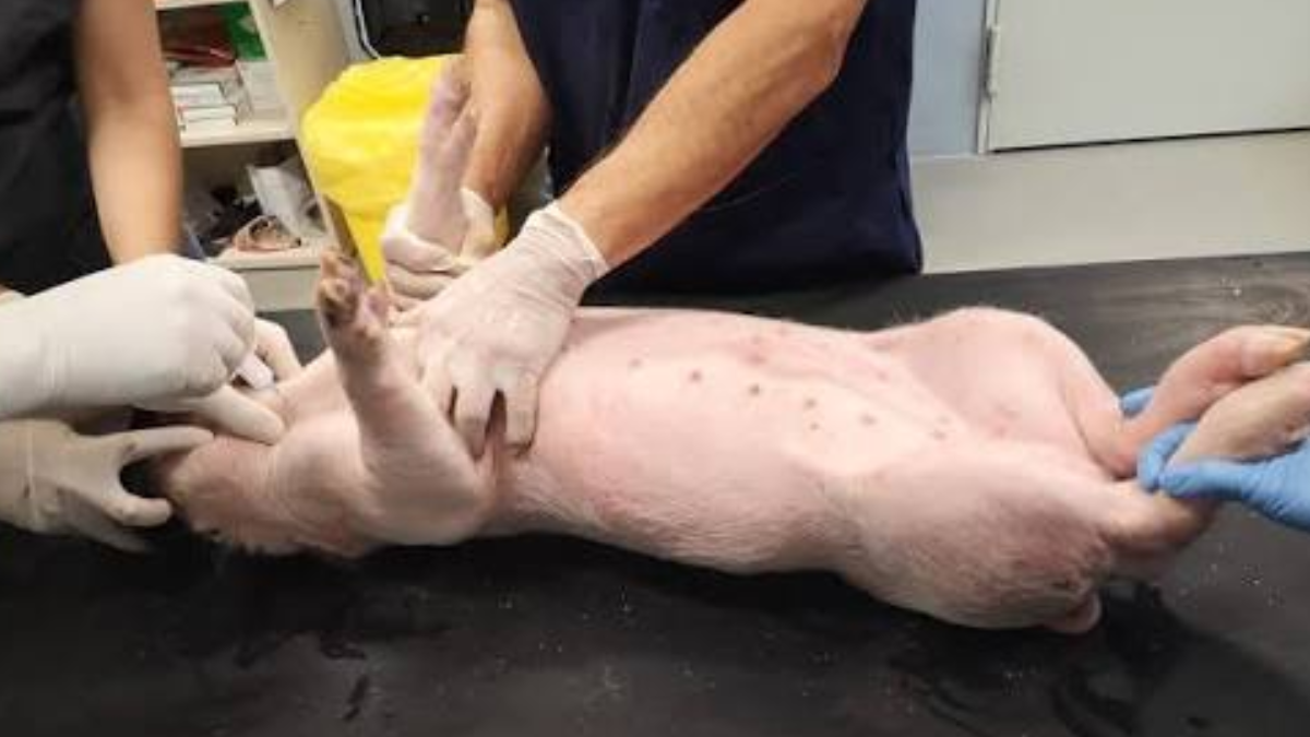 Un procedimiento médico experimental con un ejemplar porcino, eje central en los debates actuales sobre el xenotrasplante y la bioética. Un procedimiento médico experimental con un ejemplar porcino, eje central en los debates actuales sobre el xenotrasplante y la bioética.