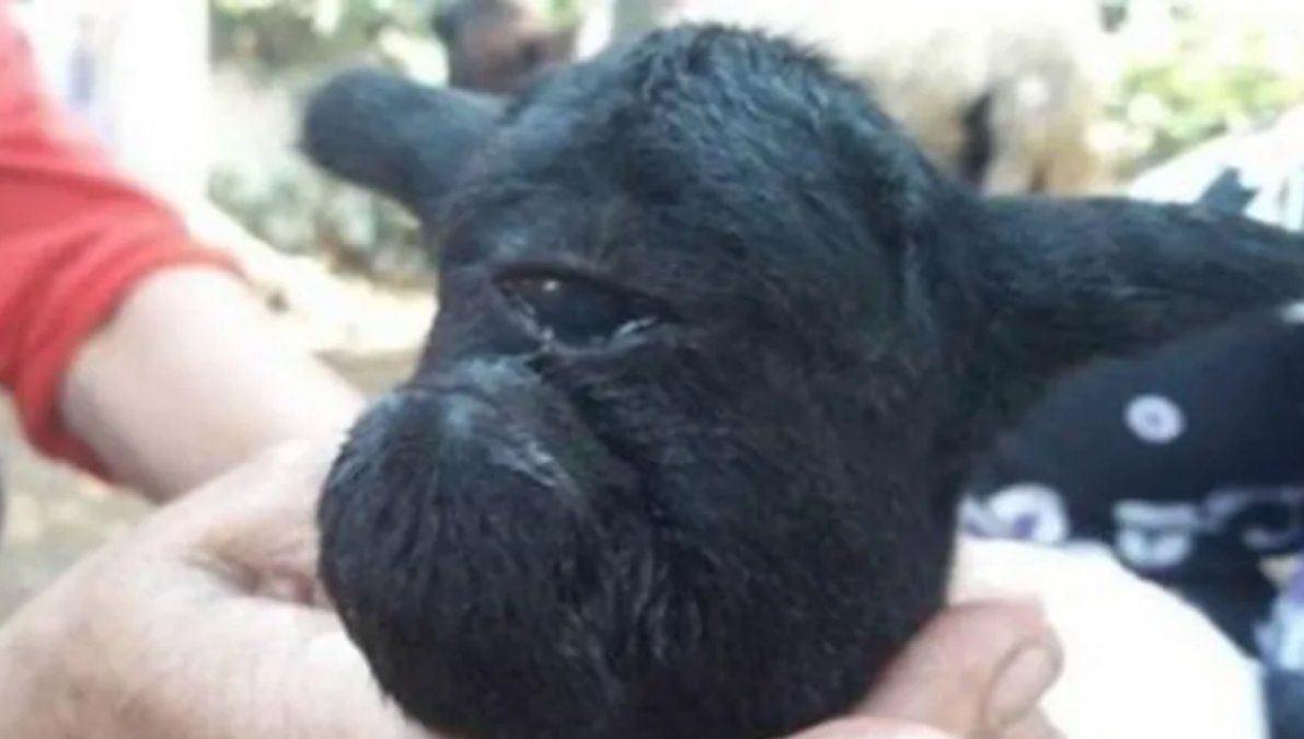 Ocurri&oacute; en indonesia