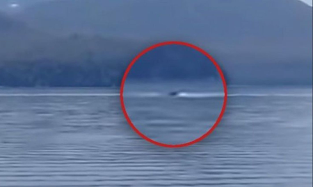 Video: vecinos afirman que reapareció Nahuelito, el monstruo marino de Bariloche Video: vecinos afirman que reapareció Nahuelito, el monstruo marino de Bariloche