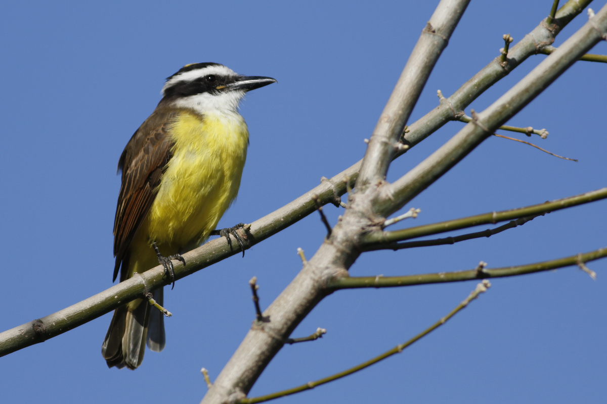 El canto del benteveo anuncia cambio.