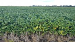 lluvias oportunas apuntalan la soja, pero el algodon sigue bajo estres en el norte santafesino